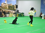 Dog Show