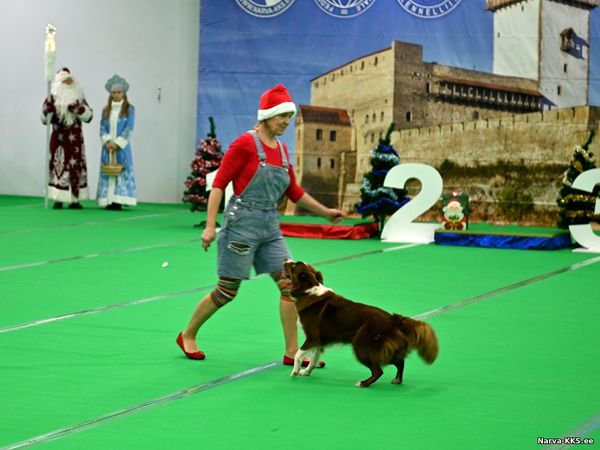 Dog Show