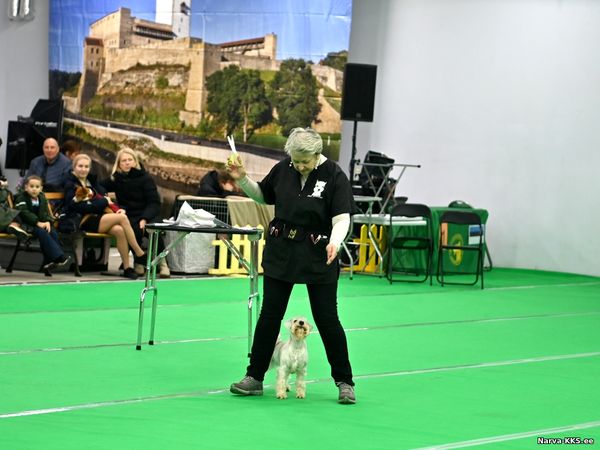 Dog Show