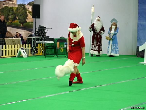 Dog Show