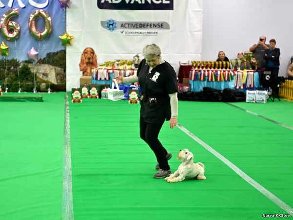 Dog Show