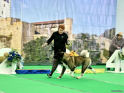 NDS 22.03.2025