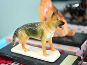 Narva Dog Show