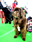Narva Dog Show