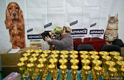 Narva Dog Show